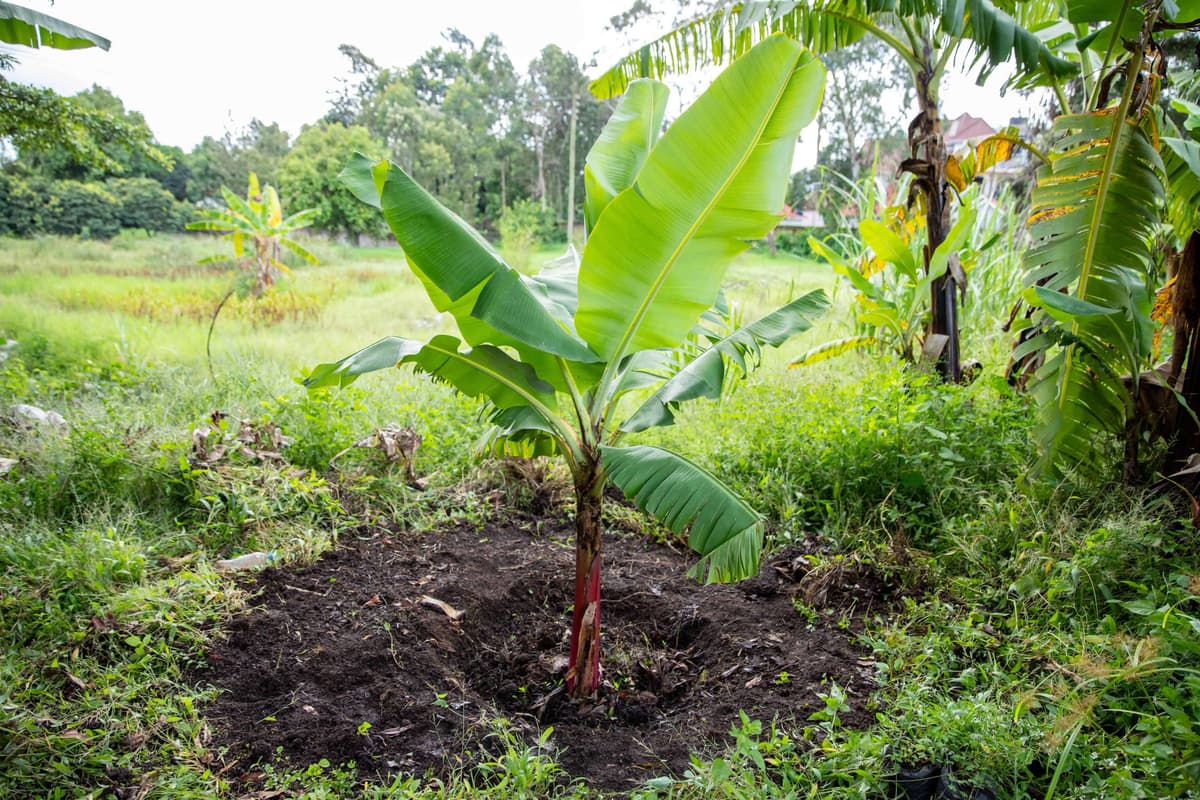 Environmental Impact